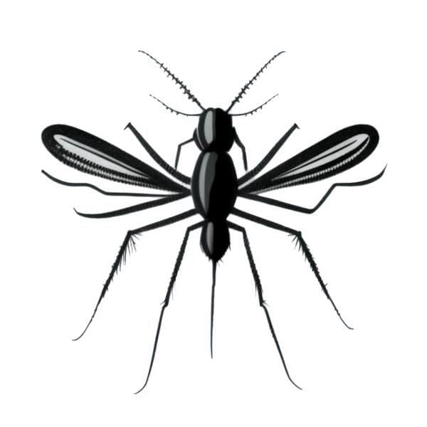 A mosquito from the book