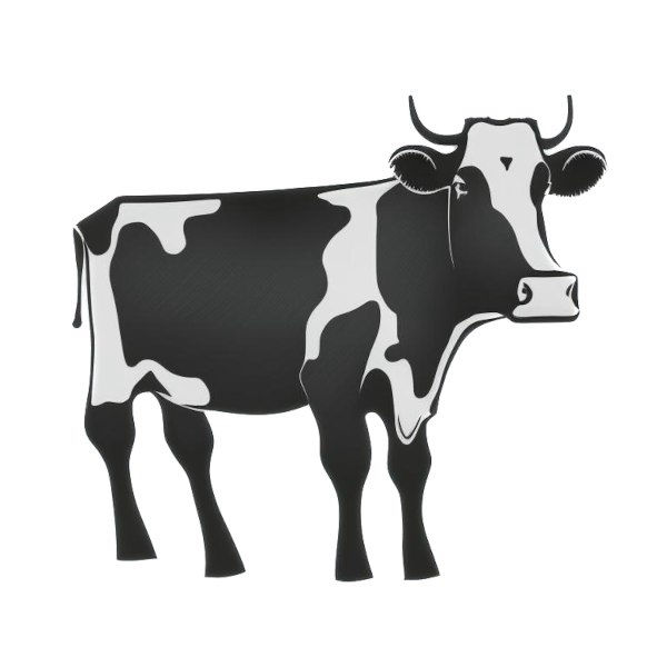 A black-and-white cow